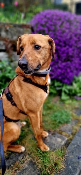 Pavarotti sucht ein Zuhause