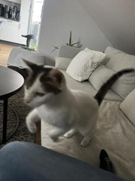 Schmusekatze ANNABELLE sucht!