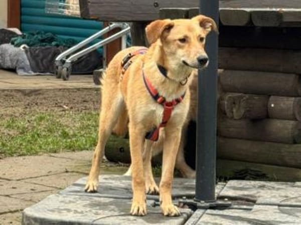 GORBI-ein richtiger Goldschatz, 52 cm