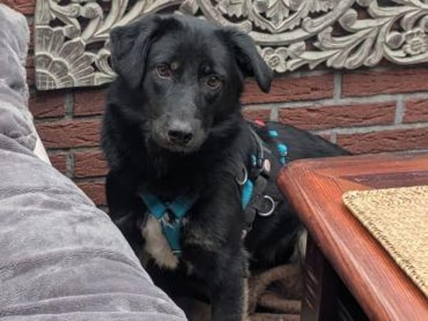 MARIA-zauberhafte Jung-Hündin,39 cm