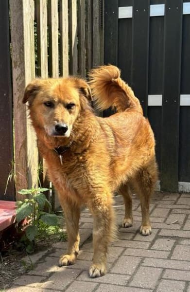 Traumhund für ältere Menschen