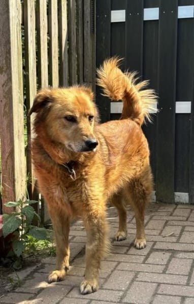 Traumhund für ältere Menschen