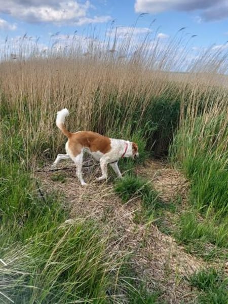 Buddy - Rüde in Deutschland