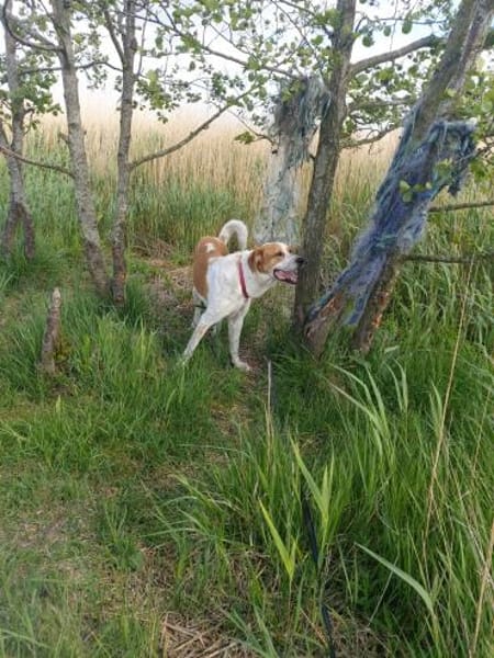 Buddy - Rüde in Deutschland