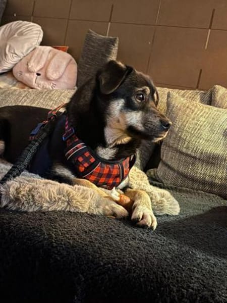 Finja sucht liebevolles zu Hause