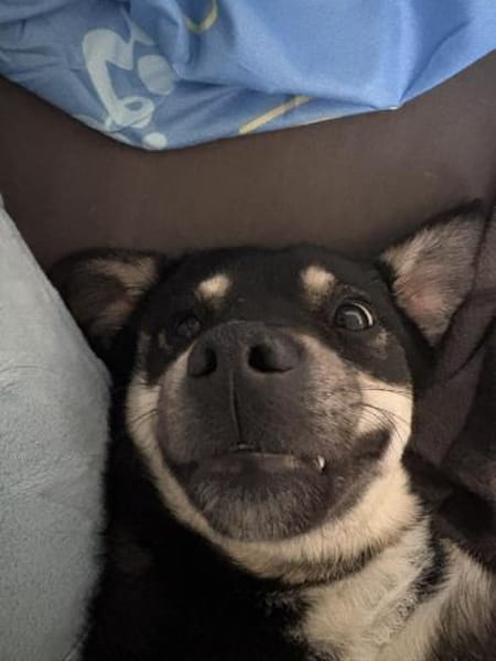 Finja sucht liebevolles zu Hause