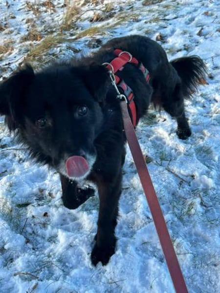 AISILA * sanfte ruhige Hündin