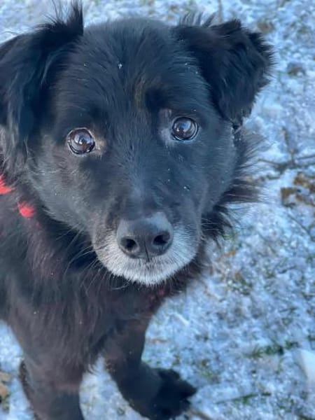 AISILA * sanfte ruhige Hündin