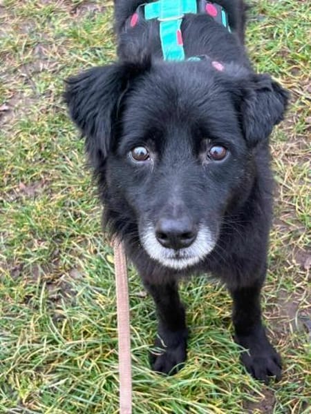 AISILA * sanfte ruhige Hündin