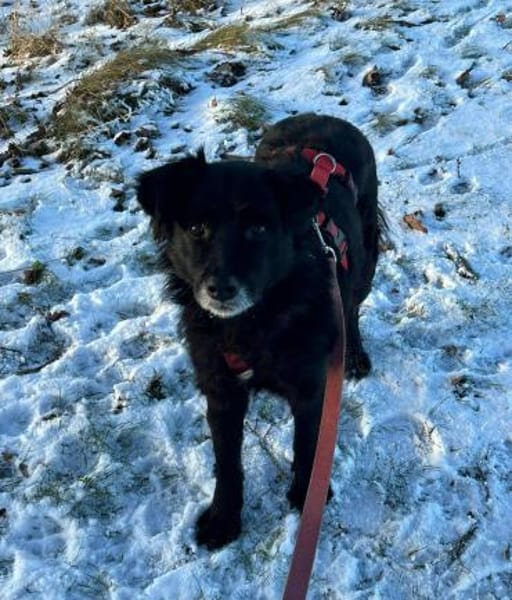 AISILA * sanfte ruhige Hündin