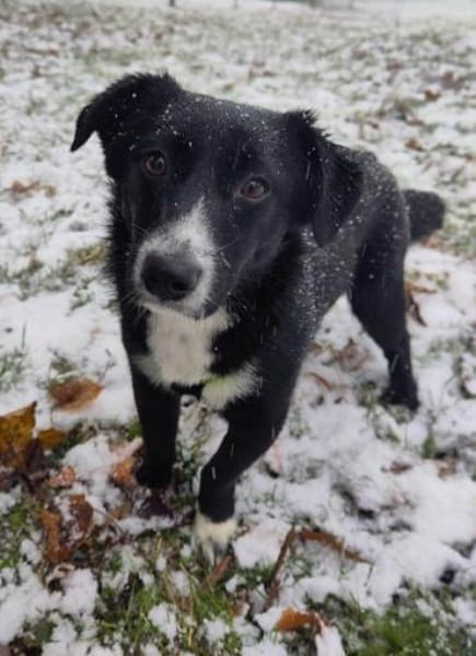 ANNI * unkompliziertes Hundekind