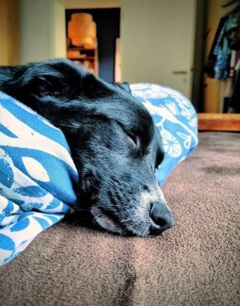 ANNI * unkompliziertes Hundekind