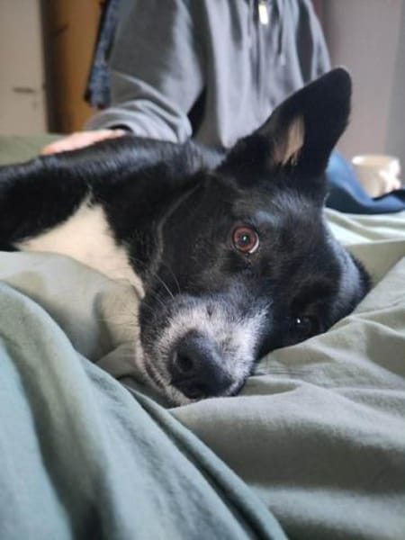 ANNI * unkompliziertes Hundekind