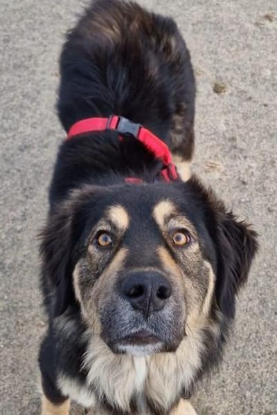 Aramis 💗 wartet in 31812 Bad Pyrmont