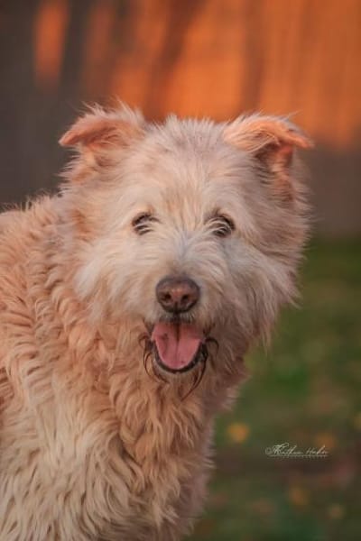Messi - Toller Charakterhund