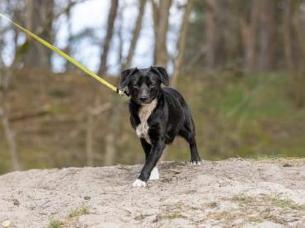 Amal sucht erfahrenes Zuhause