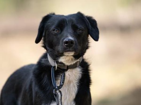 Amal sucht erfahrenes Zuhause