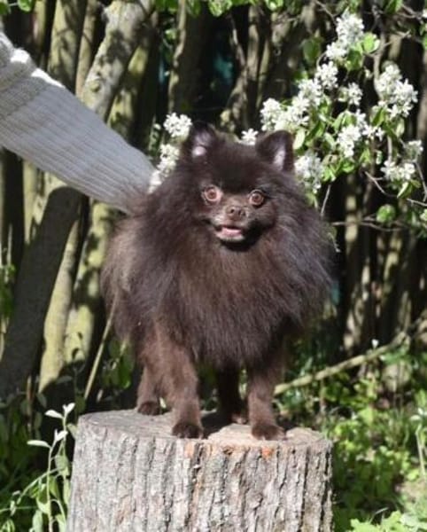 VIKTOR  kluger, fröhlicher Spitz