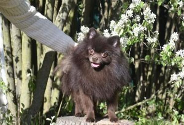 VIKTOR  kluger, fröhlicher Spitz