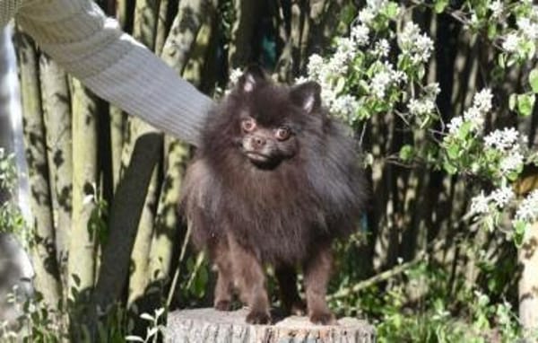 VIKTOR  kluger, fröhlicher Spitz