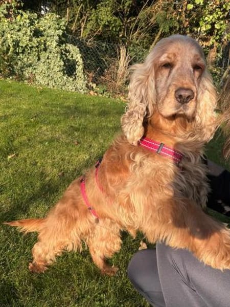 Fruzsi, hübsche Cocker Spaniel Dame