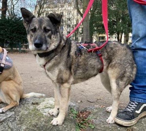 Lonka-verschmuste, liebe Hündin, 42 cm