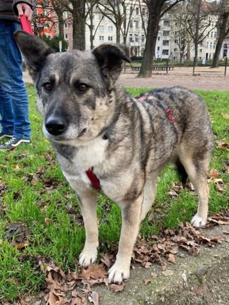 Lonka-verschmuste, liebe Hündin, 42 cm