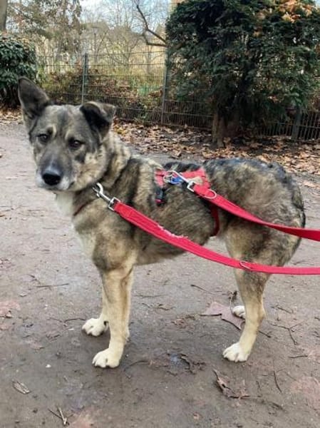 Lonka-verschmuste, liebe Hündin, 42 cm