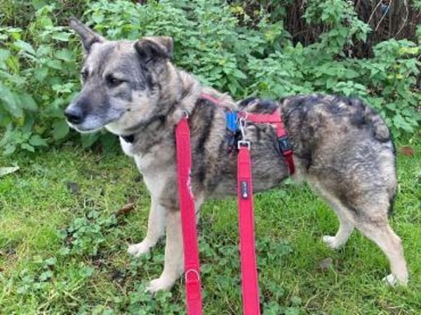 Lonka-verschmuste, liebe Hündin, 42 cm