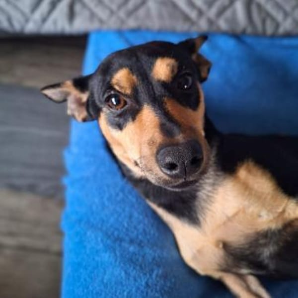 Schoko - verträglich mit Hund/Katze/Kind