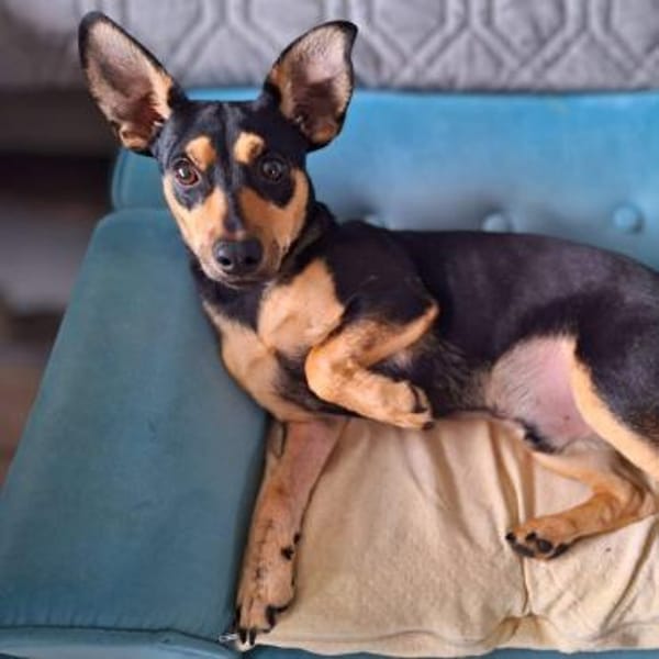 Schoko - verträglich mit Hund/Katze/Kind