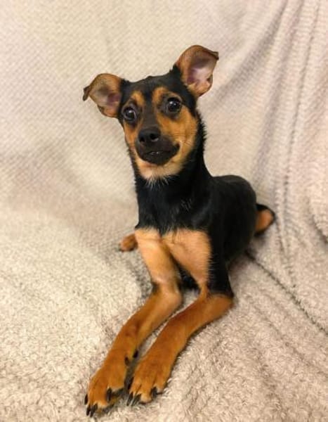 Ronja - anhänglich&verschmust