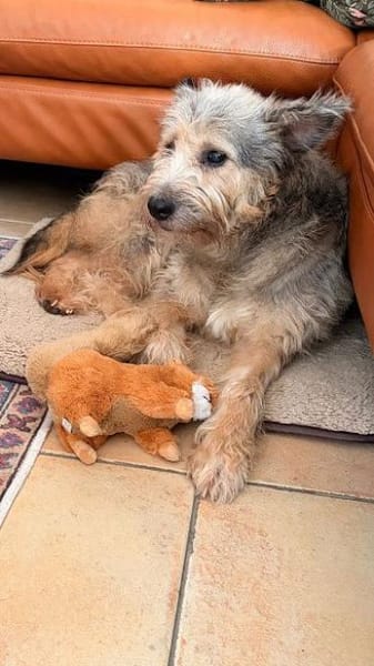 LENI-bezaubernde sanfte Hündin, 48 cm