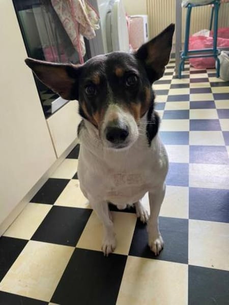 Bobby - hofft auf seine zweite Chance