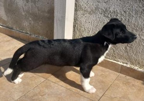 Super Junghündin namens MIla