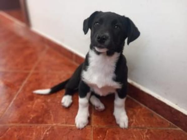 Super Junghündin namens MIla