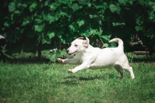KLAUS  kluger, fröhlicher Jack Russell