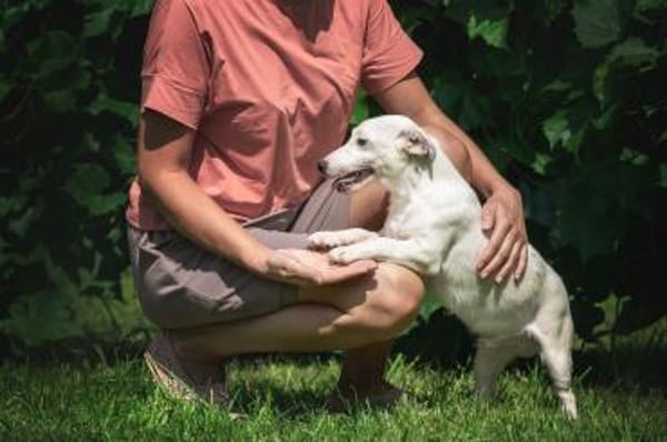 KLAUS  kluger, fröhlicher Jack Russell