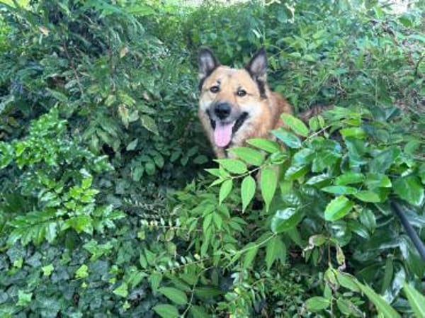 BENJI aus Sibirien auf PS in Berlin
