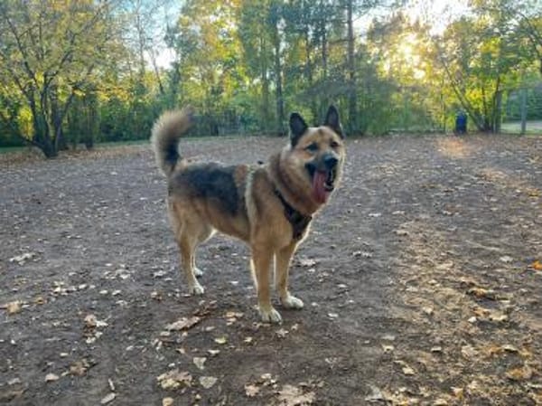 BENJI aus Sibirien auf PS in Berlin
