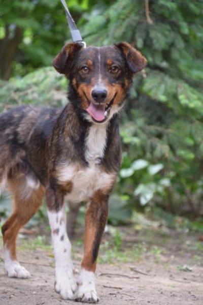 Joshi - freundlich & lieb