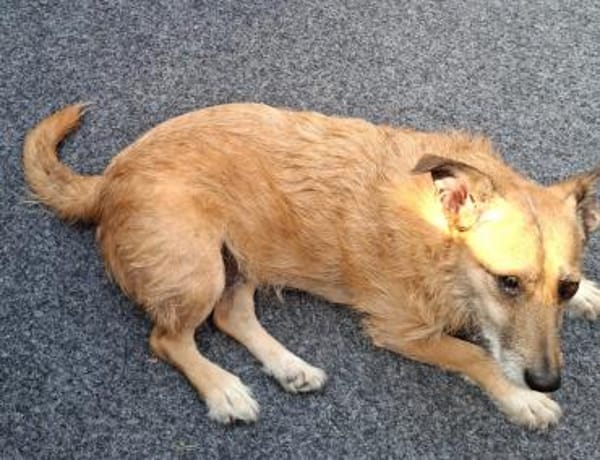 Hettike in 92237 Sulzbach-Rosenberg °