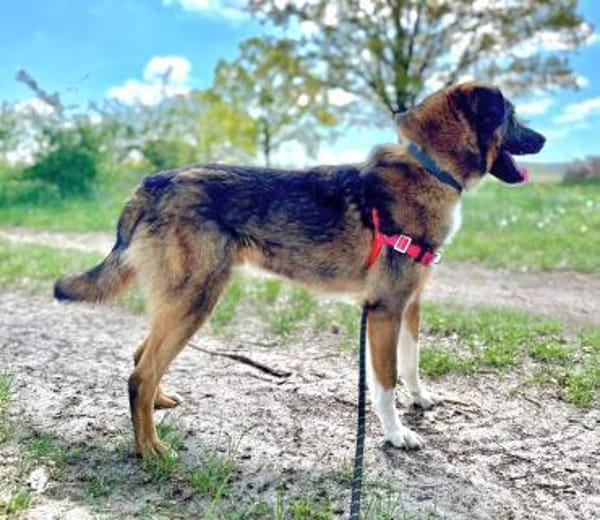 Lieber,sportlicher Mischa