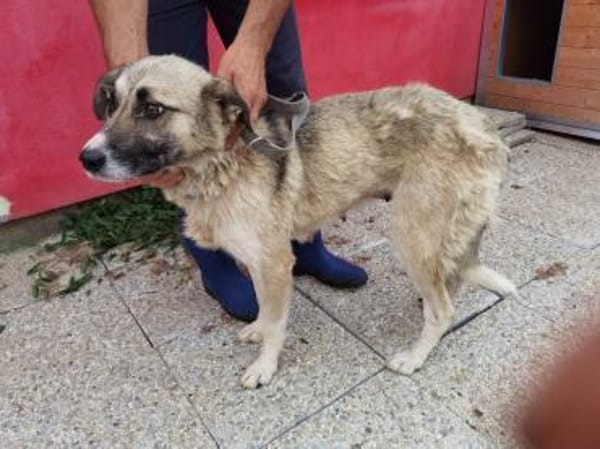 Callela - kinderliebe Familienhündin