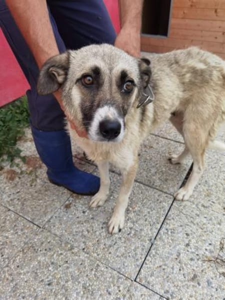 Callela - kinderliebe Familienhündin