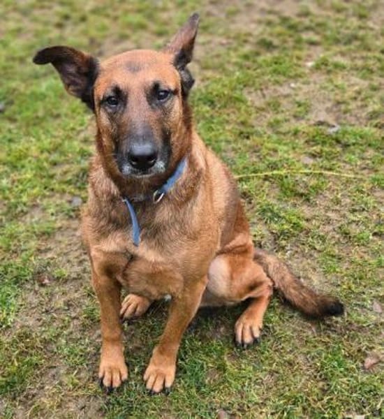 BELLA 3 sucht Familienanschluss