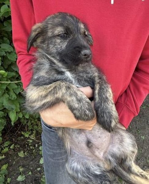 Sambo sucht ein Zuhause