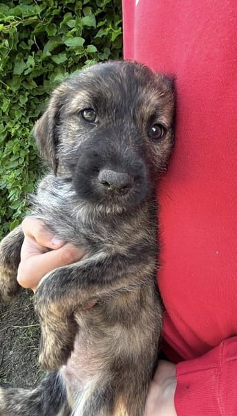 Sambo sucht ein Zuhause