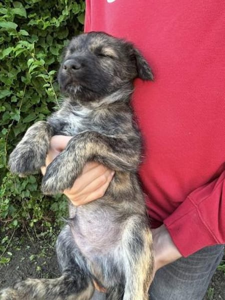 Sambo sucht ein Zuhause