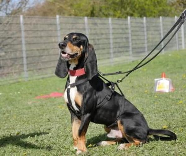 Rex - Schnüffelnase sucht Zuhause